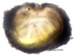 Attēlu rezultāti vaicājumam “Thelopsis rubella”