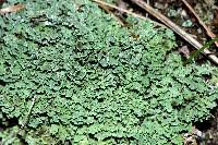 Attēlu rezultāti vaicājumam “Cladonia caespiticia”