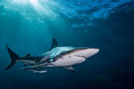 Image result for Carcharhinus limbatus