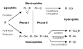 Drug metabolism - Wikipedia, the free encyclopedia