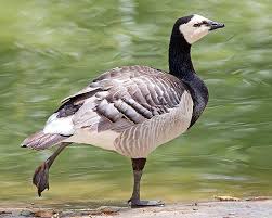 Attēlu rezultāti vaicājumam “Branta leucopsis adult”