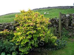 Attēlu rezultāti vaicājumam “Weigela praecox”