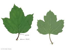 Attēlu rezultāti vaicājumam “Viburnum opulus leaf”