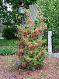 Attēlu rezultāti vaicājumam “Enkianthus chinensis”