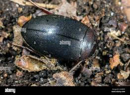 Attēlu rezultāti vaicājumam “Ilybius sp.”