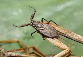 Attēlu rezultāti vaicājumam “Nepa cinerea”