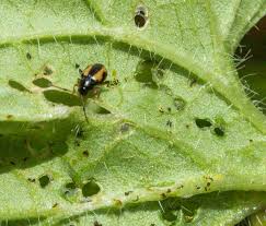 Attēlu rezultāti vaicājumam “Phyllotreta sp.”