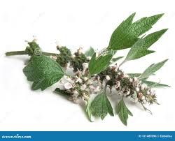 Attēlu rezultāti vaicājumam “Leonurus cardiaca leaf”