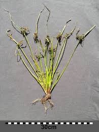 Attēlu rezultāti vaicājumam “Cyperus fuscus”