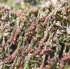 Attēlu rezultāti vaicājumam “Nowellia curvifolia sporophyte”