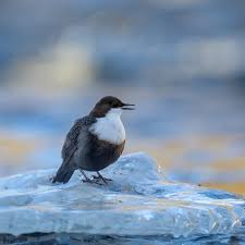 Attēlu rezultāti vaicājumam “Cinclus cinclus”
