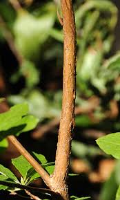 Attēlu rezultāti vaicājumam “Menziesia ferruginea”