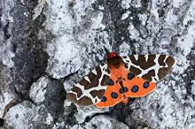 Attēlu rezultāti vaicājumam “Arctia caja imago”