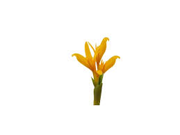 Attēlu rezultāti vaicājumam “Colchicum luteum flower”