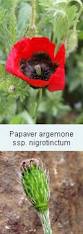 Attēlu rezultāti vaicājumam “Papaver argemone fruit”