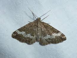 Attēlu rezultāti vaicājumam “Perizoma affinitata”