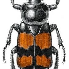 Attēlu rezultāti vaicājumam “Nicrophorus investigator imago”