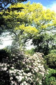 Attēlu rezultāti vaicājumam “Quercus rubra flower”