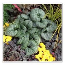 Image result for Brunnera `Jack Frost`