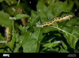 Attēlu rezultāti vaicājumam “Pieris brassicae larva”