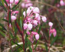 Attēlu rezultāti vaicājumam “Andromeda polifolia”