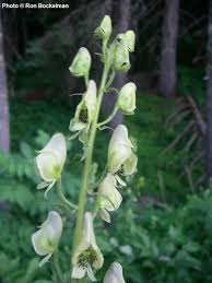 Attēlu rezultāti vaicājumam “Aconitum napellus bud”