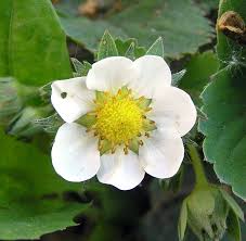 Attēlu rezultāti vaicājumam “Fragaria viridis flower”