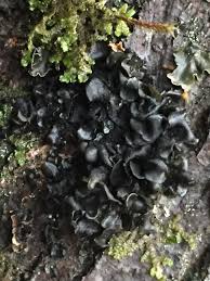 Attēlu rezultāti vaicājumam “Leptogium saturninum”