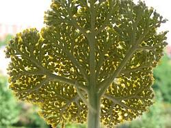 Attēlu rezultāti vaicājumam “Achillea salicifolia leaf”