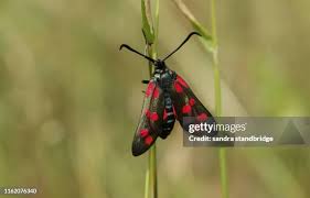 Attēlu rezultāti vaicājumam “Zygaena filipendulae”