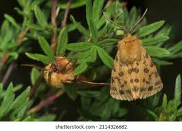 Attēlu rezultāti vaicājumam “Rhyparia purpurata”