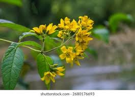 Attēlu rezultāti vaicājumam “Lysimachia vulgaris flower”