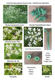 Attēlu rezultāti vaicājumam “Anthriscus sylvestris flower”