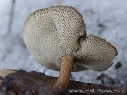 Attēlu rezultāti vaicājumam “Polyporus brumalis”