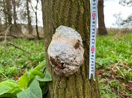 Attēlu rezultāti vaicājumam “Brefeldia maxima plasmodium”