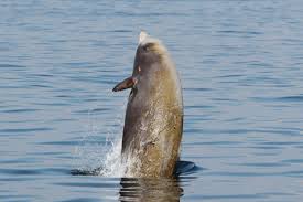 Image result for Ziphius cavirostris