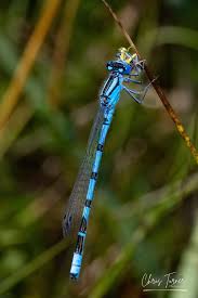 Attēlu rezultāti vaicājumam “Enallagma cyathigerum male”
