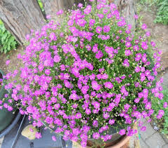 Attēlu rezultāti vaicājumam “Gypsophila muralis”