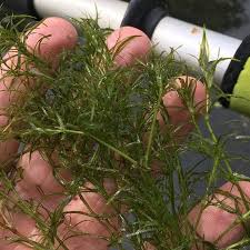 Attēlu rezultāti vaicājumam “Najas flexilis”