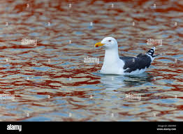Attēlu rezultāti vaicājumam “Larus marinus adult”