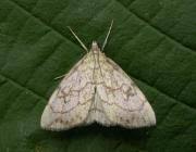 Attēlu rezultāti vaicājumam “Evergestis pallidata”