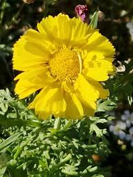 Image result for Chrysanthemum segetum