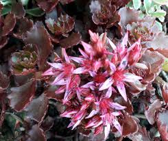 Attēlu rezultāti vaicājumam “Phedimus spurius flower”