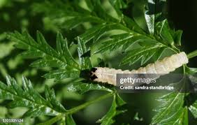 Attēlu rezultāti vaicājumam “Orthosia sp. larva”