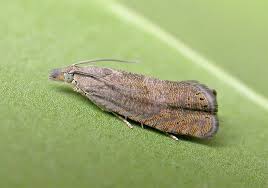 Attēlu rezultāti vaicājumam “Diderma ochraceum macro”