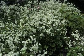 Attēlu rezultāti vaicājumam “Astrantia major”