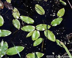 Attēlu rezultāti vaicājumam “Potamogeton natans leaf”
