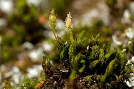 Attēlu rezultāti vaicājumam “Orthotrichum anomalum sporophyte”