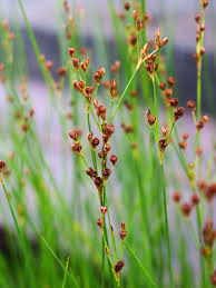 Attēlu rezultāti vaicājumam “Juncus gerardii leaf”