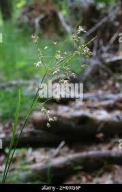 Attēlu rezultāti vaicājumam “Luzula luzuloides”